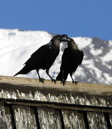 图文:[生态家园](彩1)乌鸦正在威胁东非当地鸟类