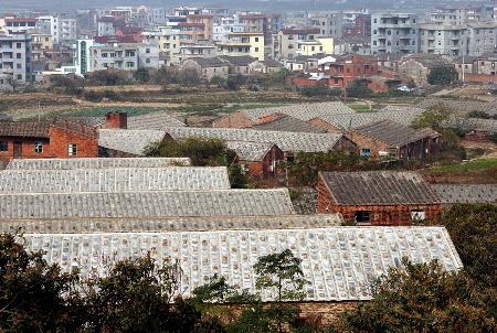 图文农村天地彩1福清养猪村遭遇生态困境