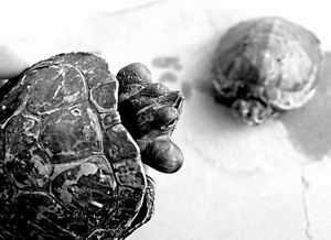 宝河先生家中养的一只小乌龟脖子上长出了一对肉瘤,几乎与头一样大小