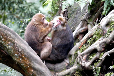 峨眉山猴子旅游线上的活风景(图)