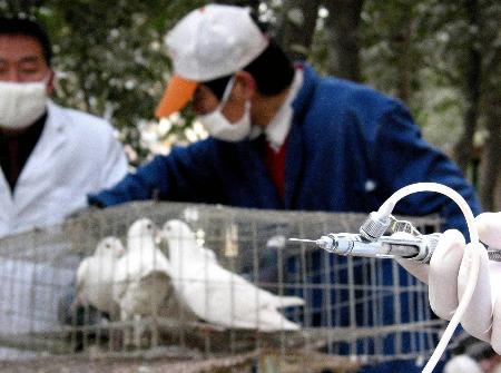 图文:西安市为广场鸽注射禽流感疫苗