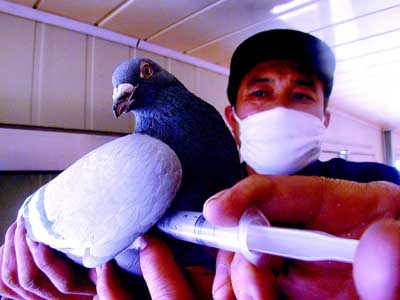信鸽协会发放防禽流感疫苗 哈市信鸽停飞圈养