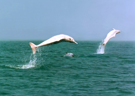 广西钦州海滨喜现海洋珍稀动物白海豚(组图)