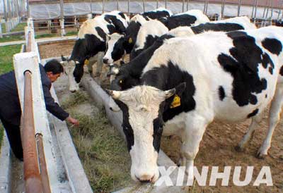 组图我国首批本土克隆牛将产下有性繁殖后代