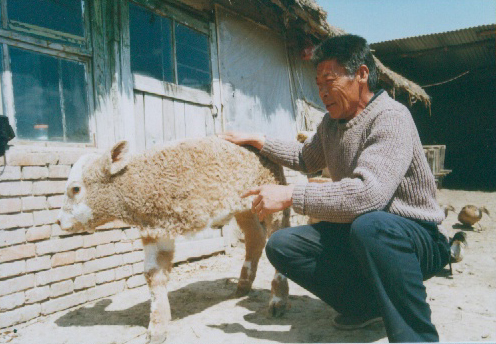 吉林省榆树市一母牛产下奇异三条腿牛犊(组