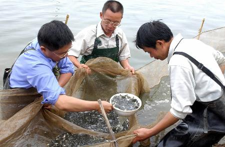 图文:野生鱼苗投放滇池(1)