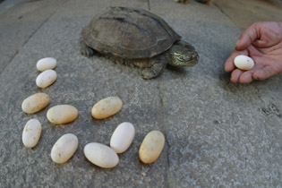 过了11年单身生活 乌龟一夜生下7个蛋(图)