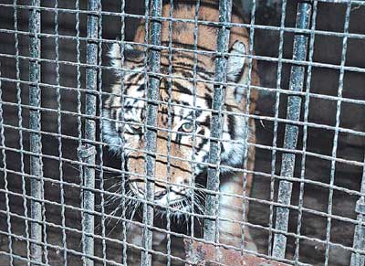 在虎区工作仅一个月 饲养员被动物园老虎咬死