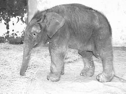 刚出生的小象努力站稳.