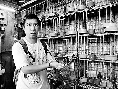 简易鸽舍设计图纸 简易鸽舍设计图纸