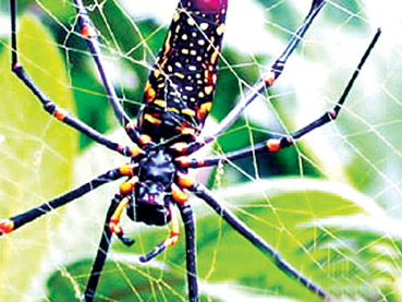 罕见的斑络新妇毒蜘蛛(图)