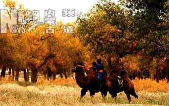 戈壁金秋胡杨节 牧民骑着骆驼参加节日庆典(组