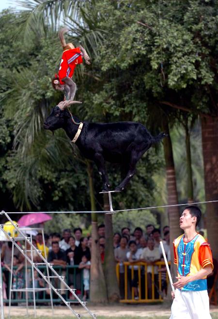 组图:广西南宁动物园内举办动物趣味运动会