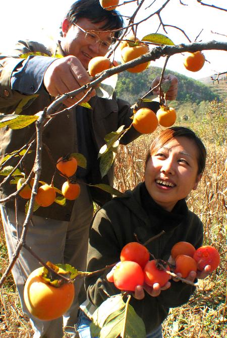 图文:(晚报3)城里人下乡摘柿子