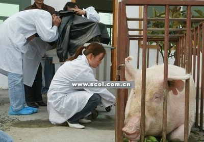母猪是否怀孕或者怀了几个,都江堰市五六猪场老板突发奇想:弄台b超机