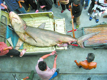 海洋霸王落网巴艚 大白鲨重达300公斤(图)