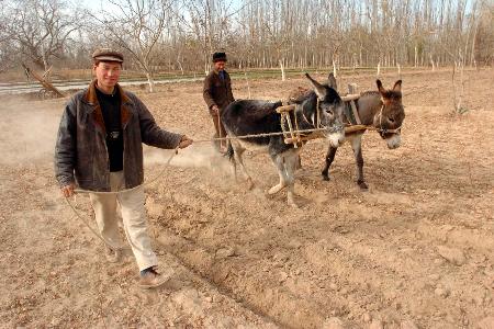 图文:〔农村天地〕(2)新疆农民忙备耕