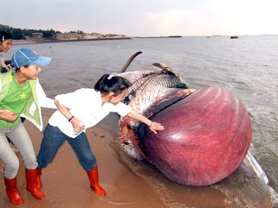 该小须鲸尸体长达8米,体重估计有五六吨