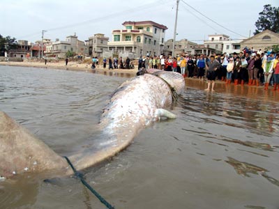 八米大鲸浮尸崇武海域(组图)