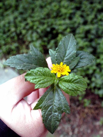 顶级植物杀手入侵榕城(组图)