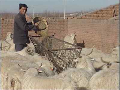 中国经验内蒙古篇:传统畜牧业走向市场经营