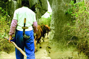 深圳砍手党来自淳朴山村 残忍砍手砍脚后抢劫