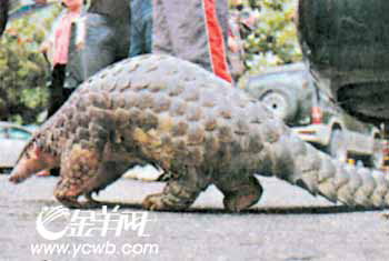 港府考虑引入天敌抗衡红火蚁?(组图)