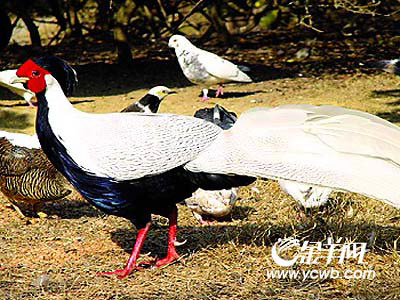 图片新闻:鸡年珍鸟 上海团拜