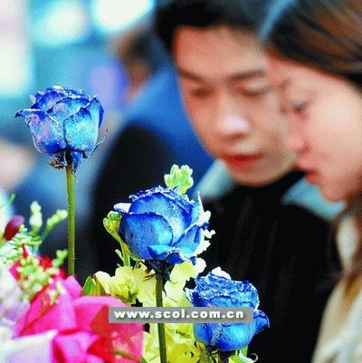 ———粉红的玫瑰花,粉红色的心形气球,用粉红色彩带装饰的巧克力花车_图解大全 2月14日,浓情蜜意的时刻,成都市各大商场、鲜花店,各式各样娇艳欲滴的玫瑰花可谓层出不穷,以玫瑰、百合为主打的情人节样花纷纷在昨日亮相。但比起往年来说,今年花价并不是很高。除了一些特别品种和包装精美的玫瑰花外,去年红玫瑰要卖到每枝10元,而今年只需5元一枝! 花价:比往年便宜 昨日上午8点,记者在青石桥看到,花店早已摆满了各色的玫瑰花和扎好的花束。有的花束已经是名花有主,门前还堆放着大量还没有包装的玫瑰花,工人们正在忙着分拣。据一家老板说,他们从前几天就开始筹备了,进了一万朵玫瑰花,并且在昨