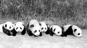 6只大熊猫宝宝集体“入托”(图)