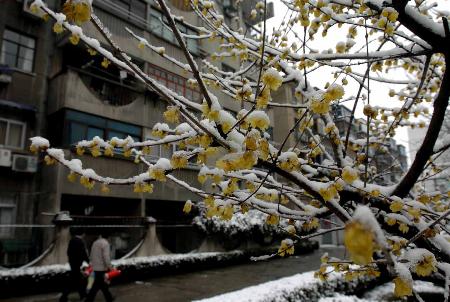 图文:(晚报2)飞雪迎春归