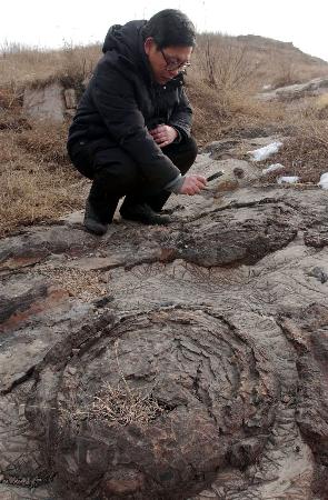 图文:[文化娱乐](2)河北井陉发现大片6亿年前藻