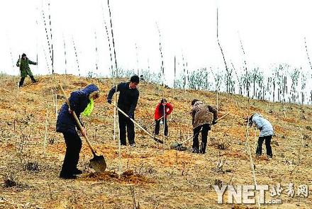 河南中牟县补栽毁林树苗(图)