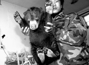 残疾马来熊无法站立 野生动物世界向社会寻良方