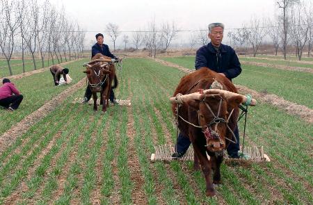 图文:[农村天地]稷山小麦春管精细