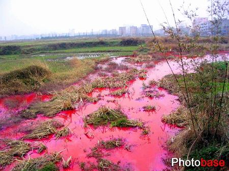 组图:江西抚州造纸厂肆意排污 河水变血水