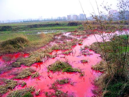 组图:江西东乡长林造纸厂排污水染红河道