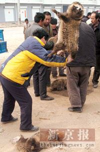 河北肃宁裘皮市场走访:动物被活剥皮毛(图)_新