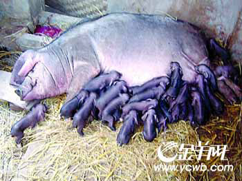 高产:1胎32猪崽(图)