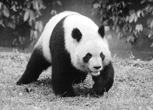 目前在上海野生动物园的大熊猫珠珠将在五一前与合肥市民见面