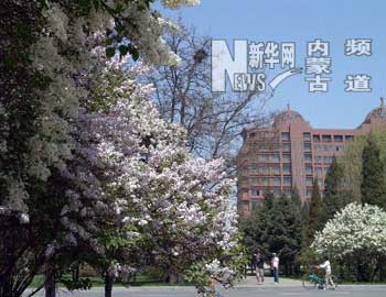 这是在盛开的丁香花掩映中的内蒙古大学校园