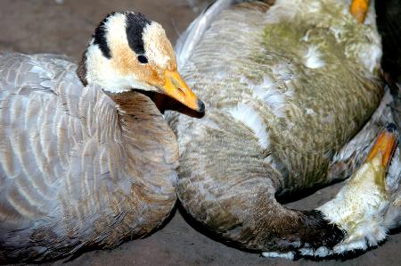 青海湖178只斑头雁异常死亡景区观鸟台被关闭