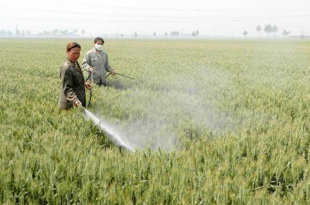 图文:[农业经济]河北麦农加强冬小麦后期管理