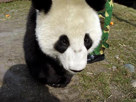 图文:呆头呆脑的大熊猫娜娜