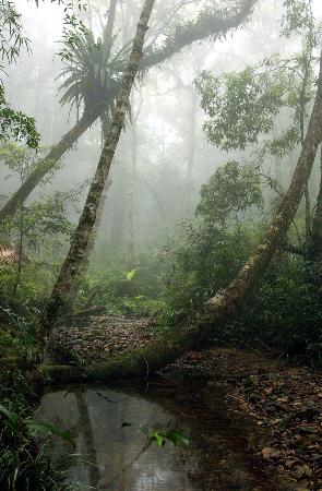 图文：中国最完美的热带雨林(2)
