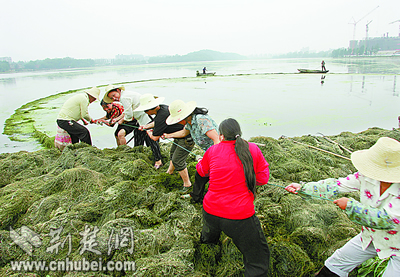 月湖里面撒大网 不捞鱼儿捞水草(图)