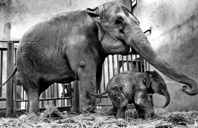 重庆市动物园,才出生没几天的小象寸步不离象妈妈