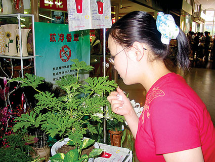 神奇驱蚊草在南通花卉市场亮相(图)