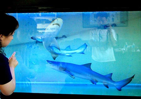 长春市民花一万五千元养两条鲨鱼当宠物(图)