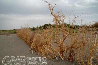 原来用来阻沙的树枝篱笆挡不住沙土侵袭